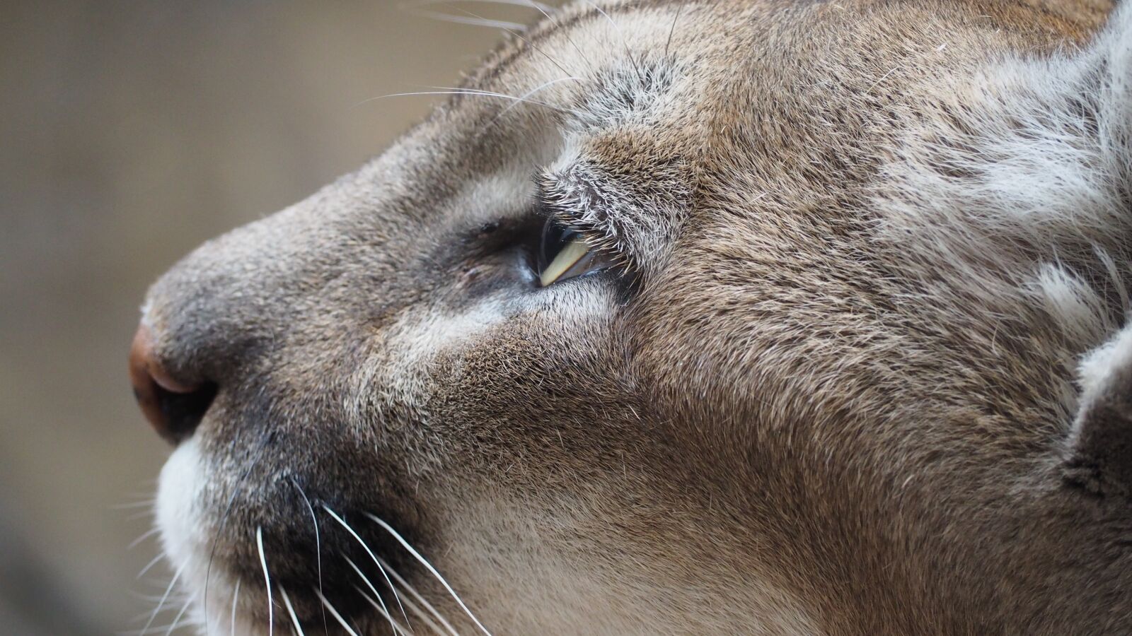 Olympus OM-D E-M10 II sample photo. Mountain lion, cat, mountain photography