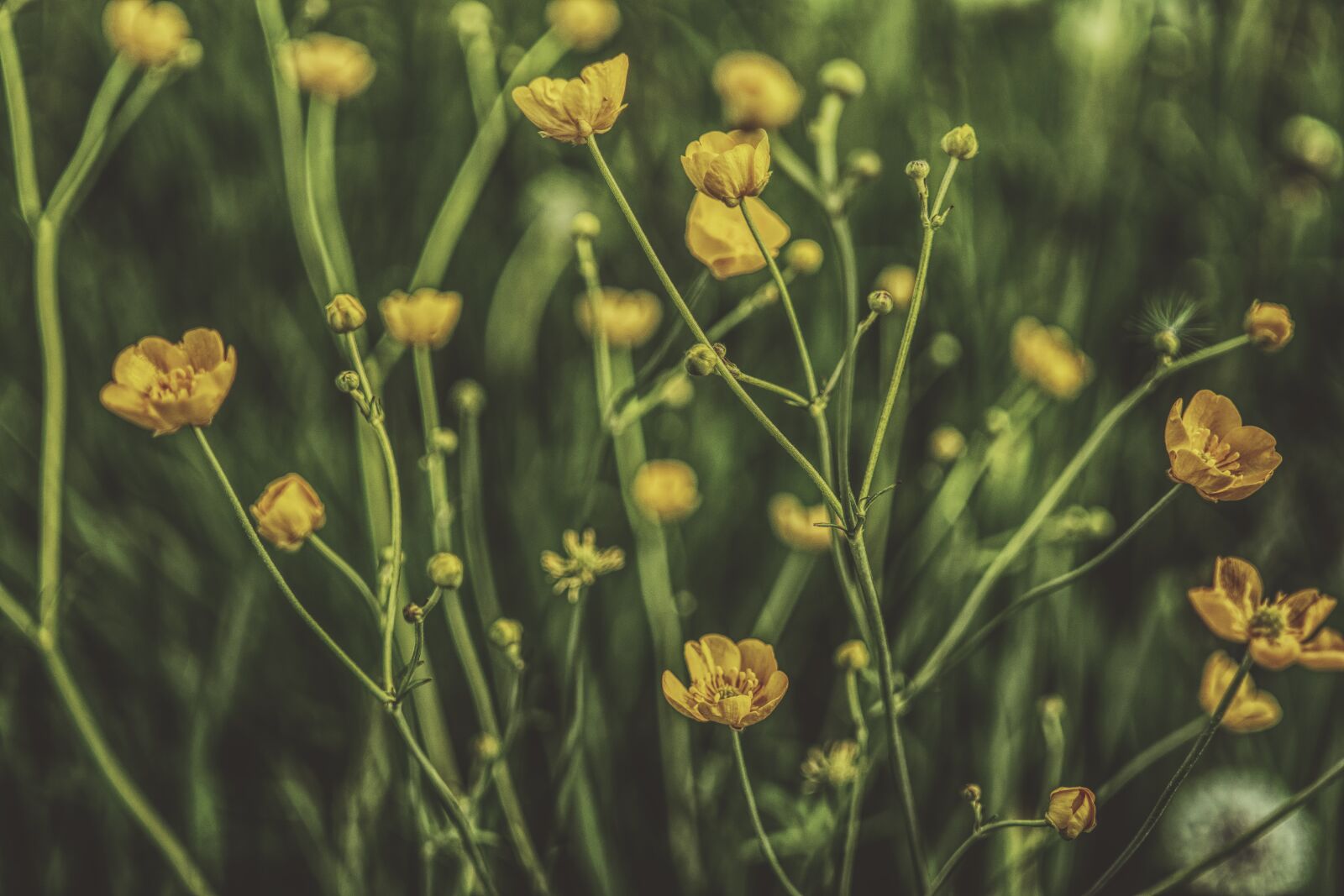 Sony a6300 + Sigma 30mm F2.8 EX DN sample photo. Buttercup, plant, hahnenfu gew photography