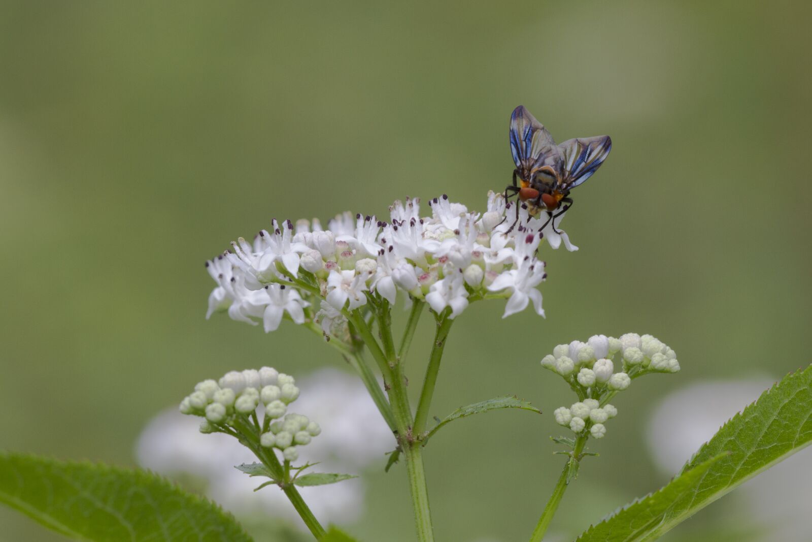 Canon EOS 7D sample photo. Fly, nature, close up photography