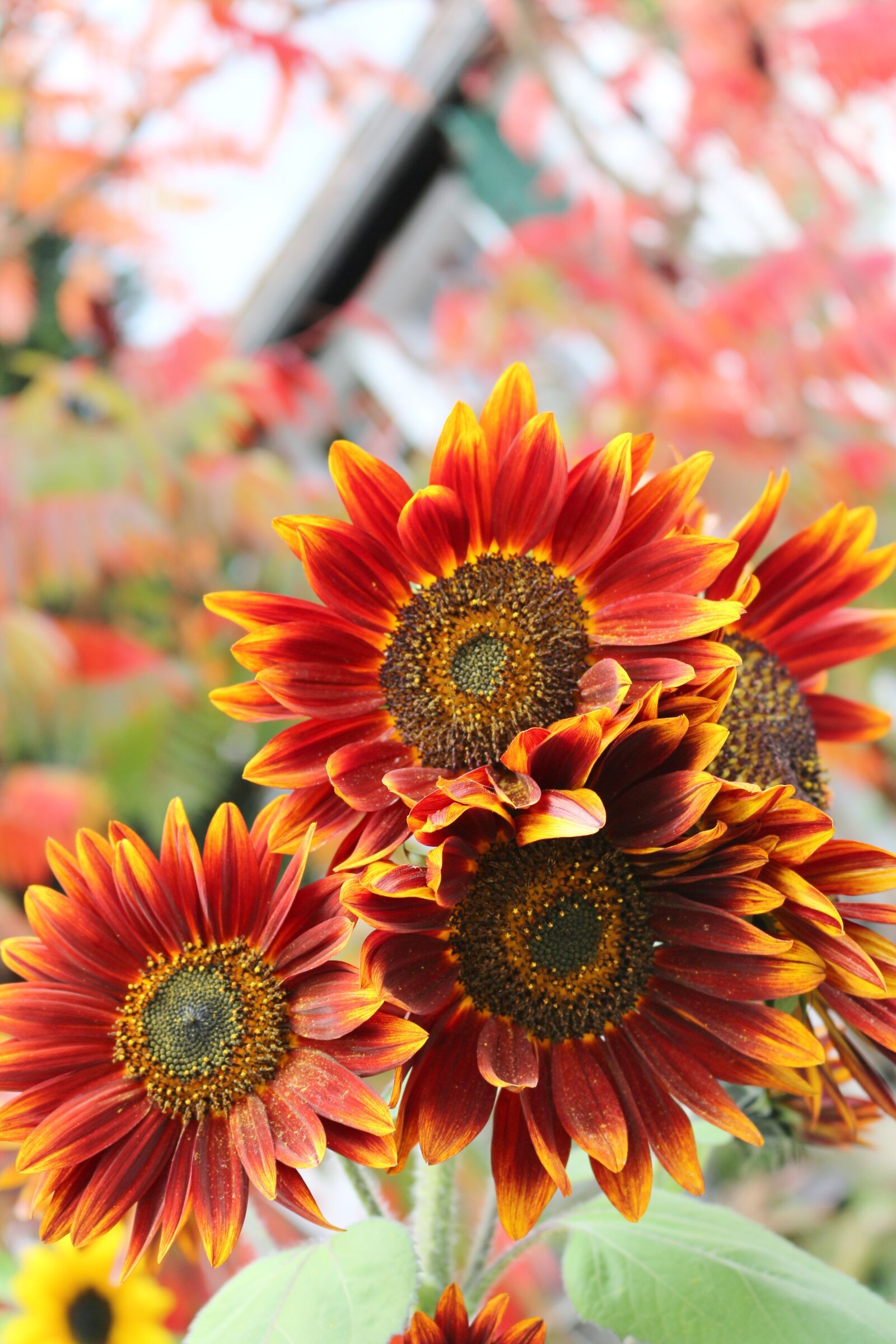 Canon EOS 100D (EOS Rebel SL1 / EOS Kiss X7) sample photo. Rösrath, cologne, sunflower photography