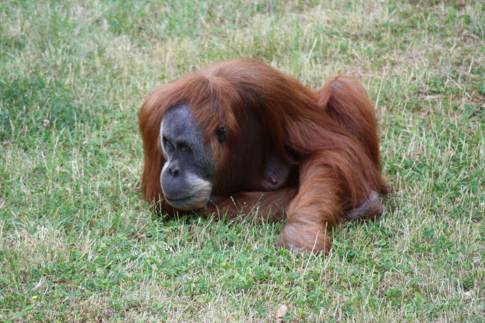 Canon EOS 1000D (EOS Digital Rebel XS / EOS Kiss F) sample photo. Monkey, zoo, animal photography