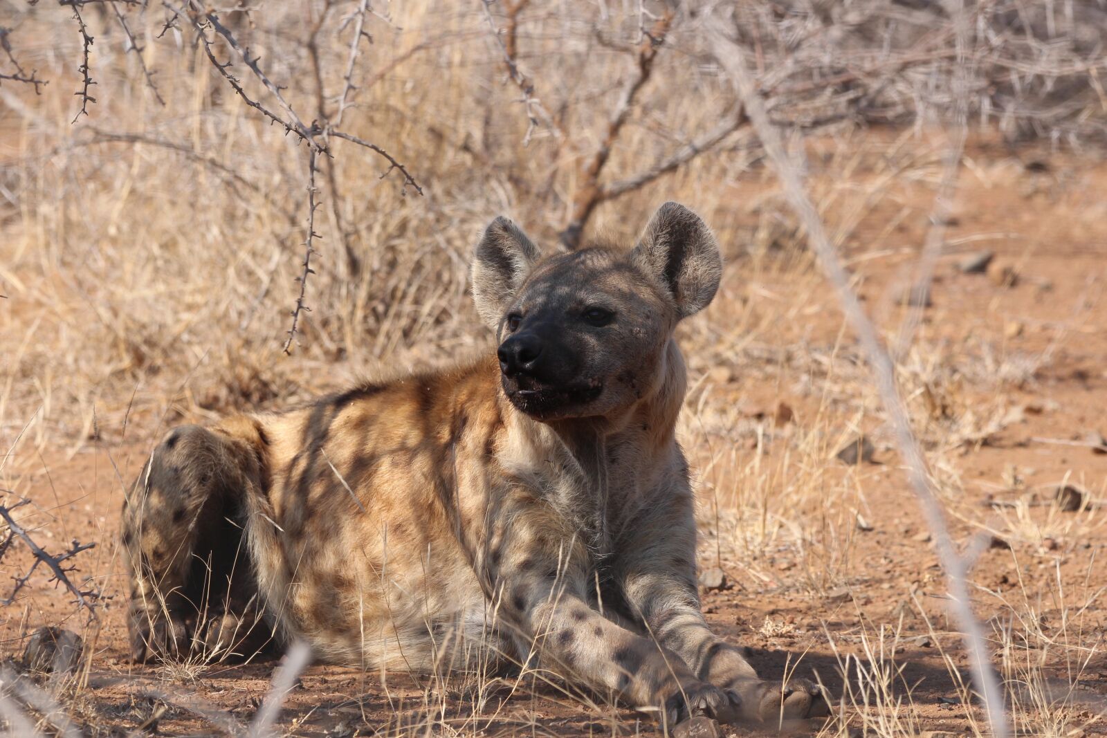 150-600mm F5-6.3 DG OS HSM | Contemporary 015 sample photo. Hyena, scavenger, wild photography