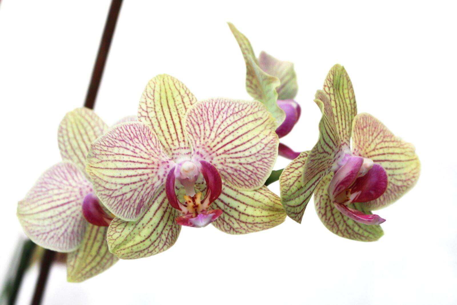 Canon EOS 700D (EOS Rebel T5i / EOS Kiss X7i) sample photo. Nature, flora, flower photography