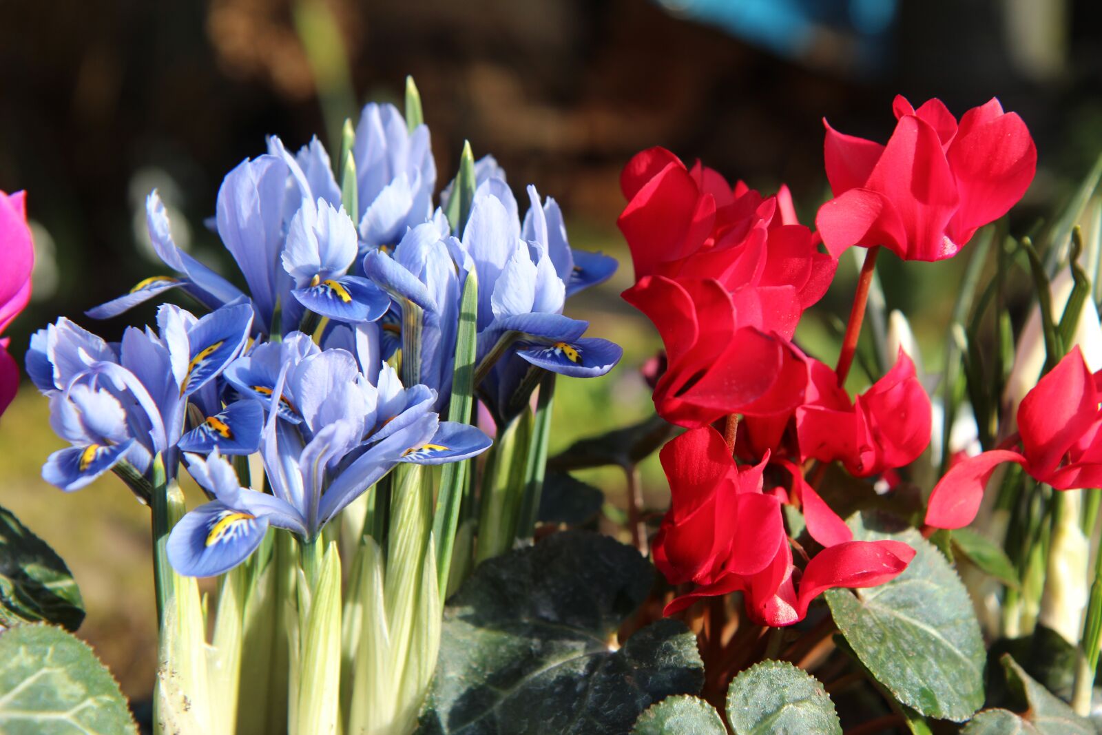 Canon EOS 600D (Rebel EOS T3i / EOS Kiss X5) sample photo. Iris, iris blue, bulb photography