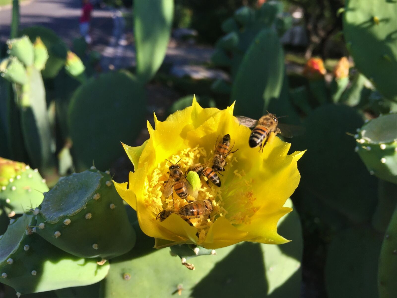 iPhone 6 Plus back camera 4.15mm f/2.2 sample photo. Cactus bloom, bees, yellow photography