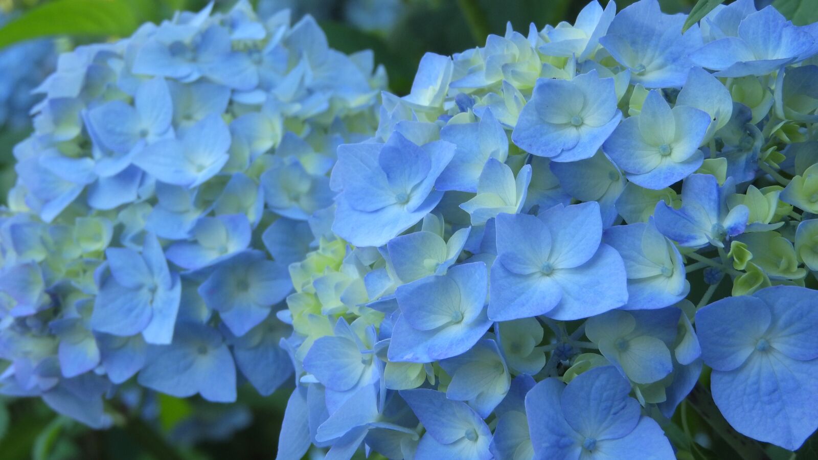 Nikon Coolpix P610 sample photo. Hydrangea, flower, inflorescence photography