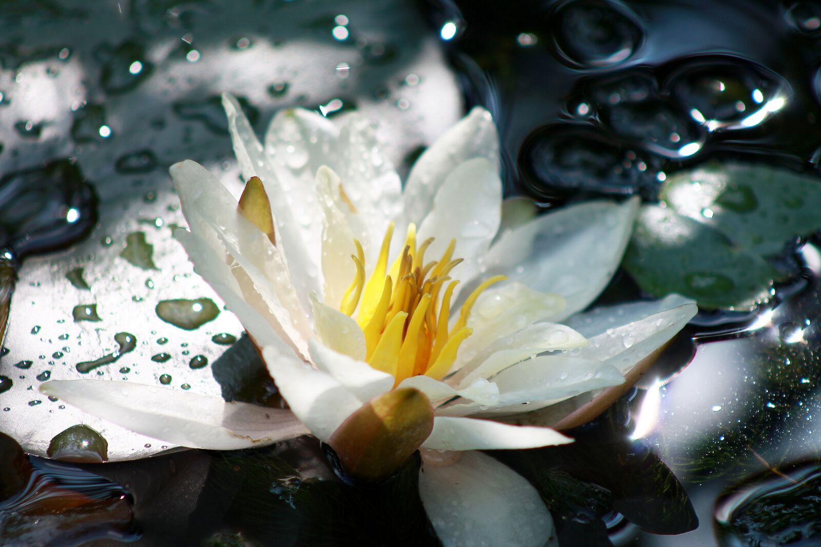 Canon EOS 1100D (EOS Rebel T3 / EOS Kiss X50) + Canon EF 75-300mm f/4-5.6 sample photo. Water lily, aquatic plant photography