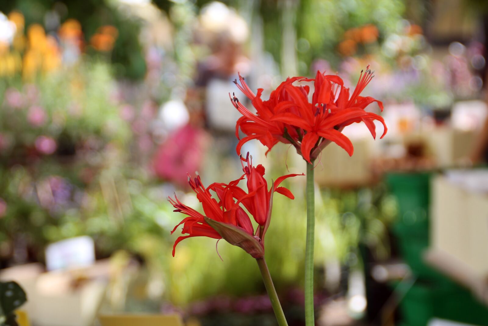Canon EOS 1100D (EOS Rebel T3 / EOS Kiss X50) sample photo. Lily, farmer's market, hesse photography