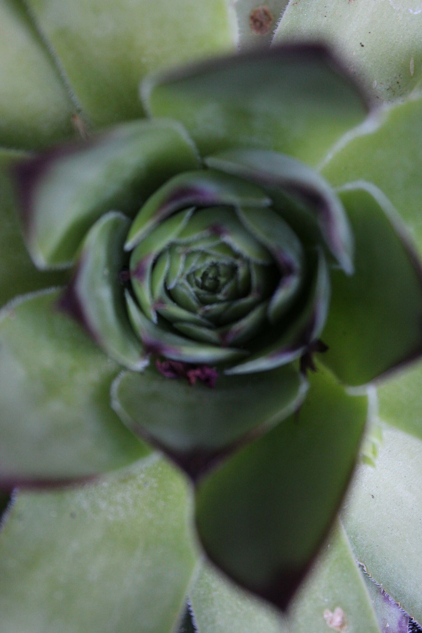 Canon EOS 1300D (EOS Rebel T6 / EOS Kiss X80) + Canon EF-S 18-55mm F3.5-5.6 III sample photo. Succulent, green, plant photography