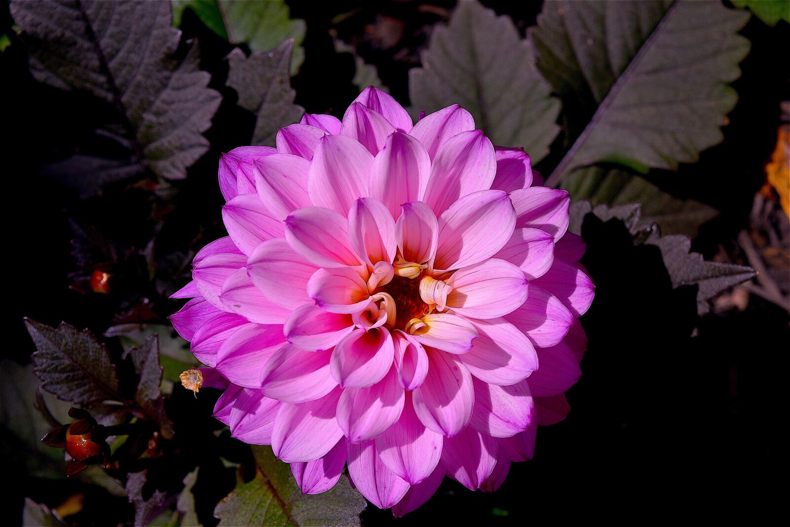Nikon D3300 sample photo. Flower, pink, macro photography