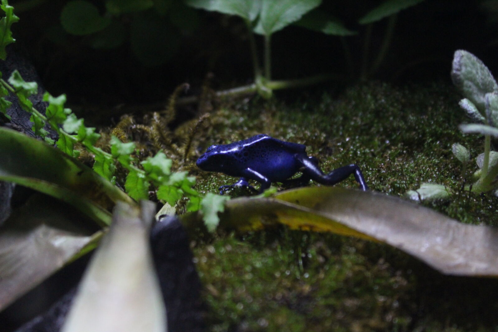 Canon EOS 700D (EOS Rebel T5i / EOS Kiss X7i) sample photo. Frog photography