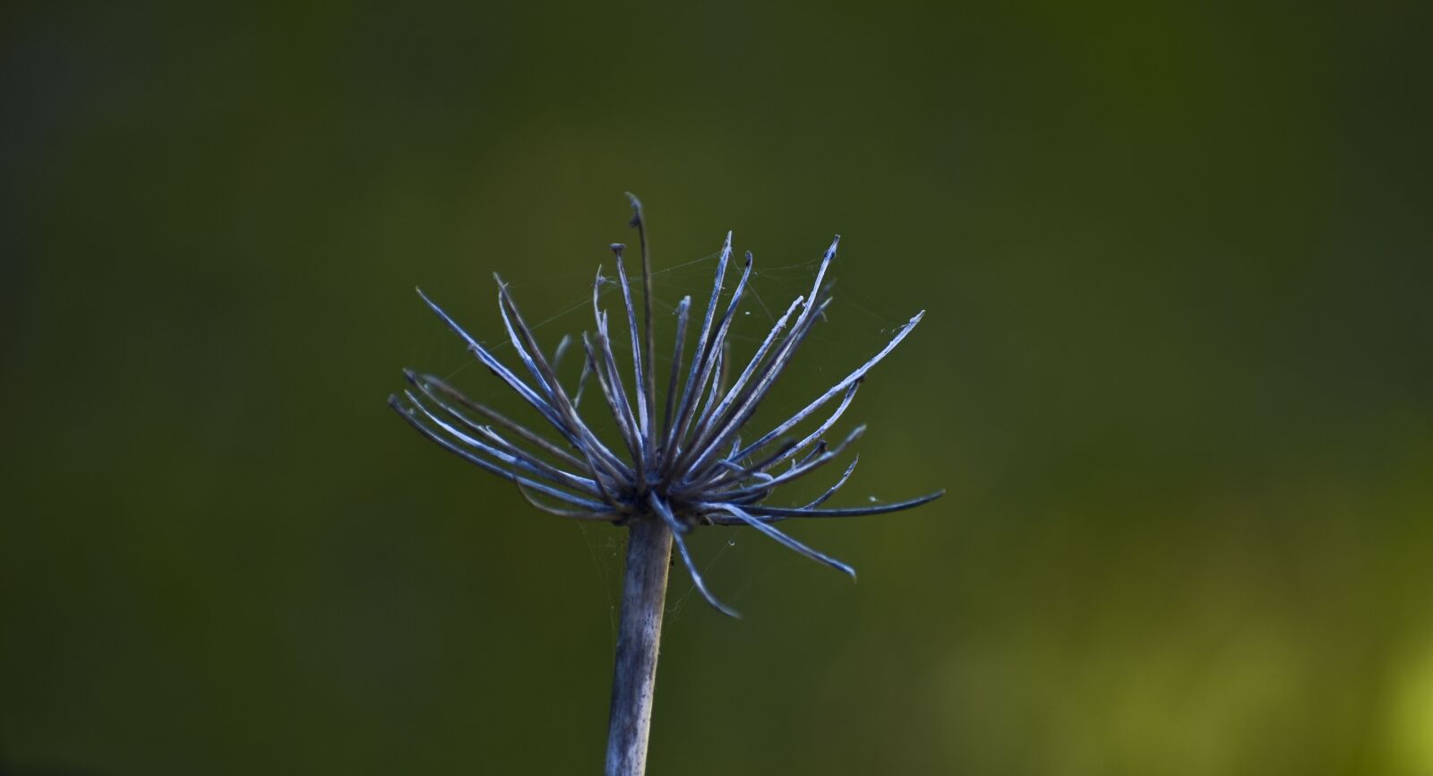 Nikon D3500 sample photo. Weed flower, bush spikes photography