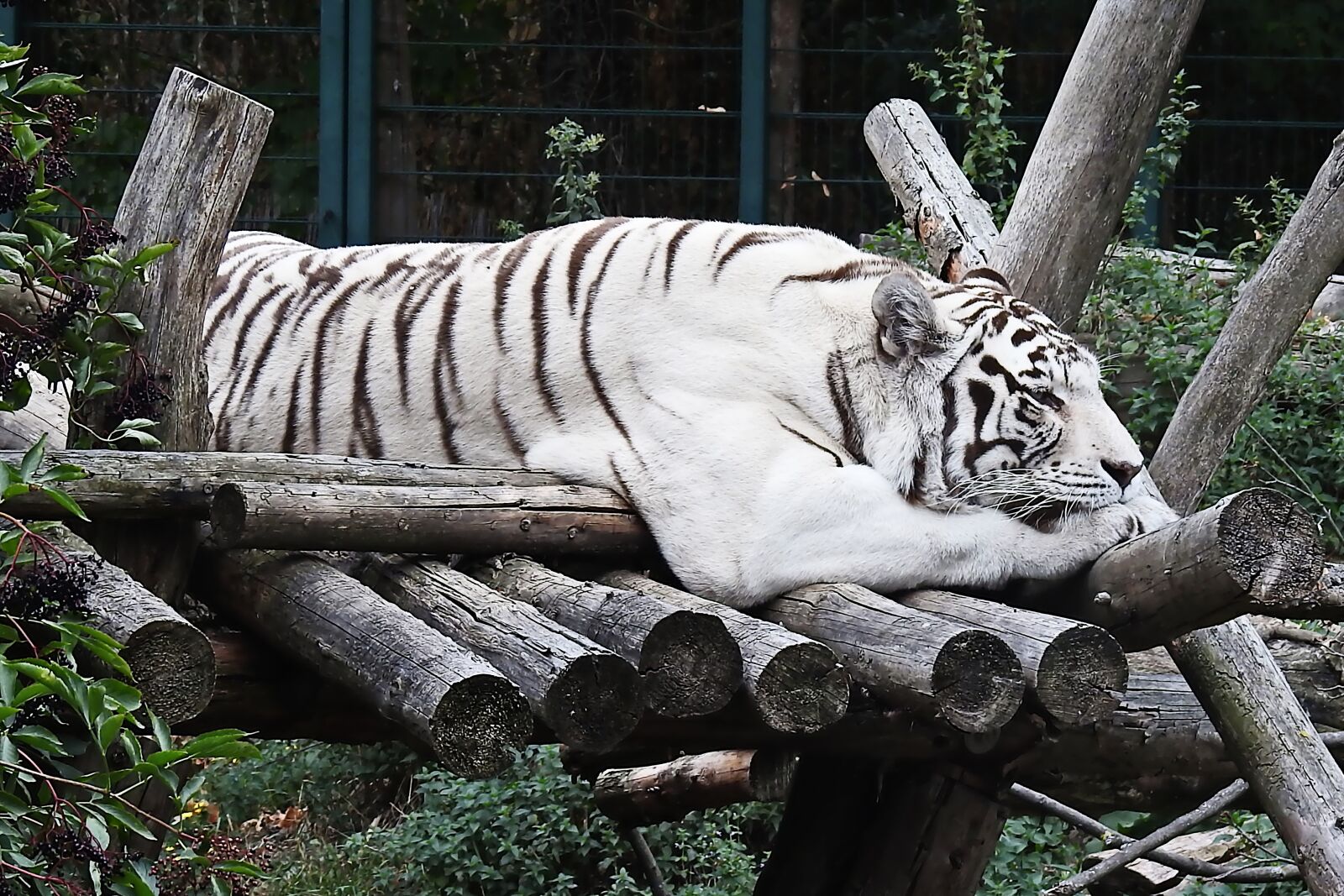 Nikon Coolpix P900 sample photo. Tiger, white, white-tiger photography