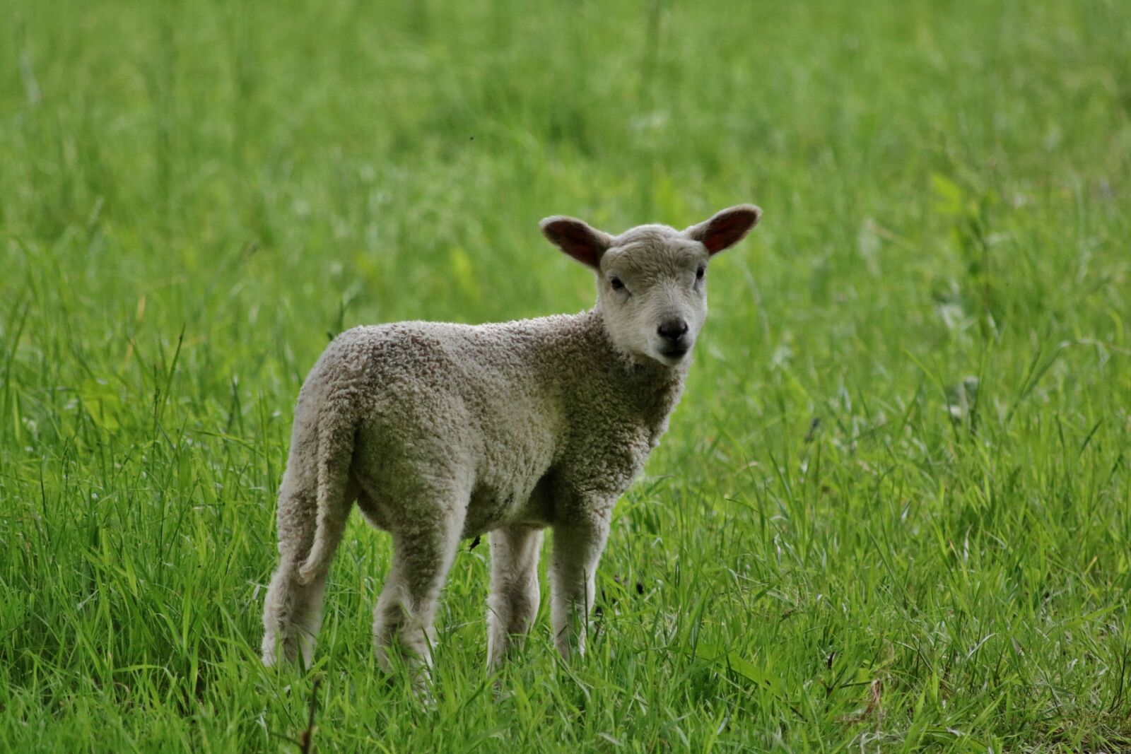 Canon EOS 750D (EOS Rebel T6i / EOS Kiss X8i) sample photo. Lamb, nature, farm photography