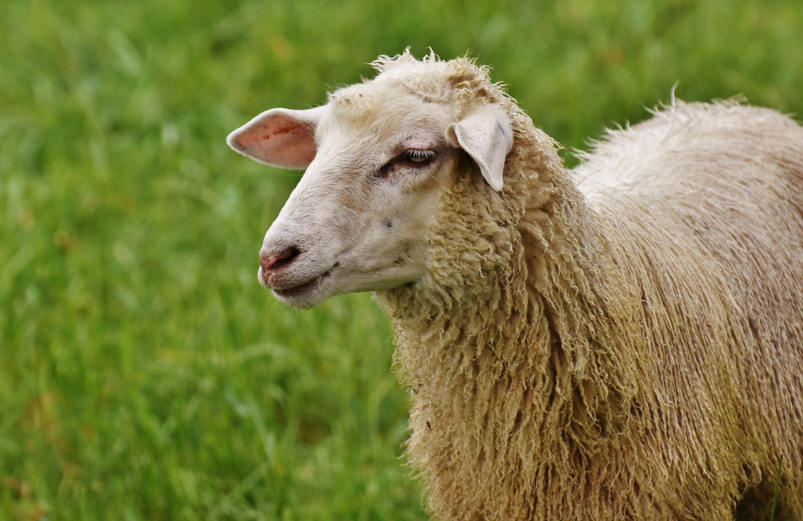 Nikon D7200 sample photo. Sheep, animal, meadow photography