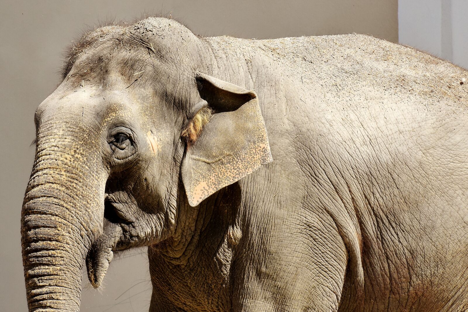 Nikon D7200 sample photo. Elephant, pachyderm, animal photography