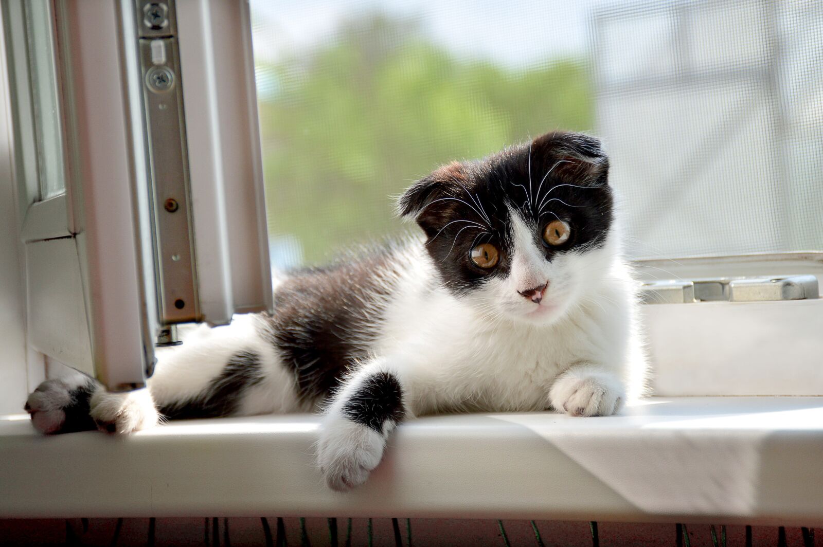 Nikon D3200 sample photo. Kitten, cute, pet photography