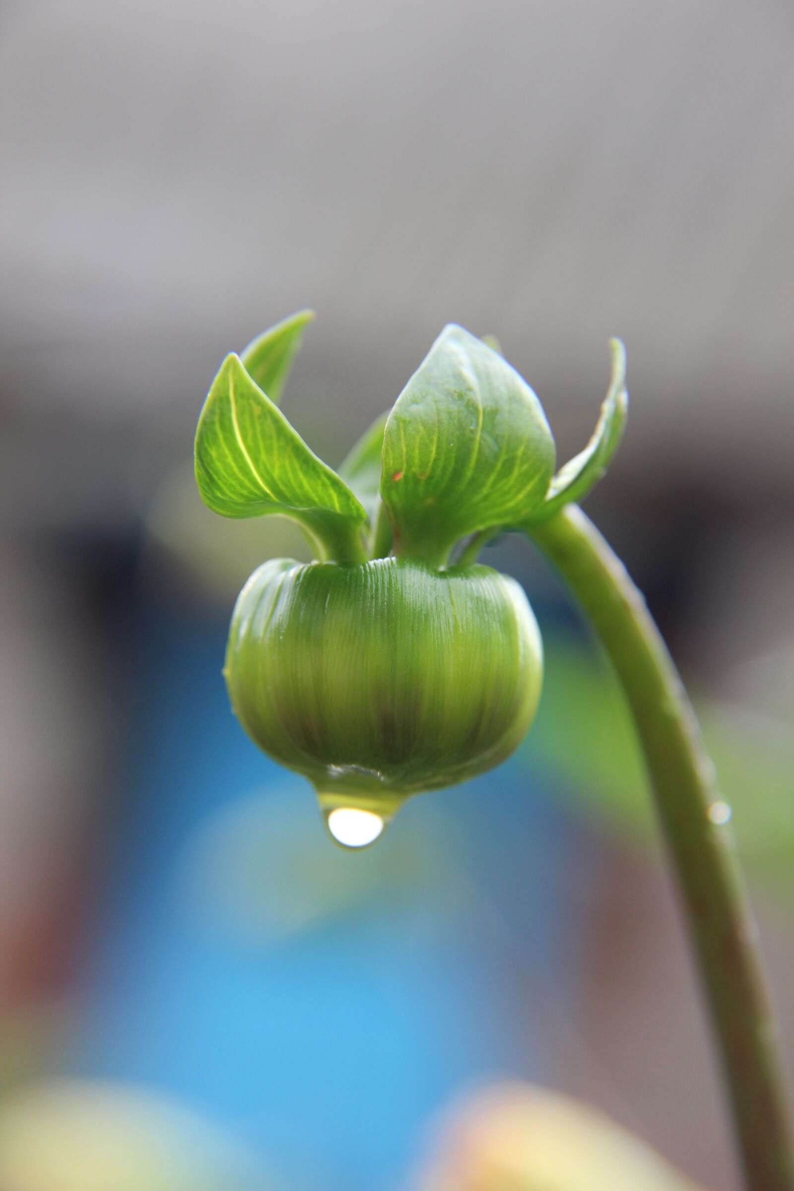Canon EF-S 18-135mm F3.5-5.6 IS sample photo. Rain, bud, nature photography