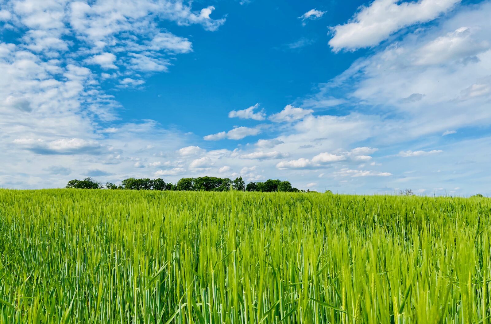 Apple iPhone 11 sample photo. Spike, landscape, cereals photography