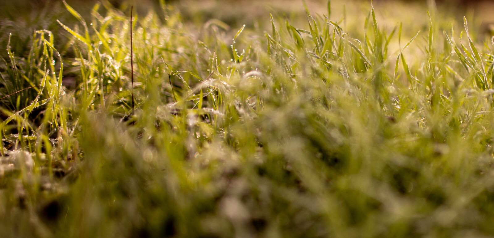Canon EF 35mm F1.4L USM sample photo. Grass, the grass is photography