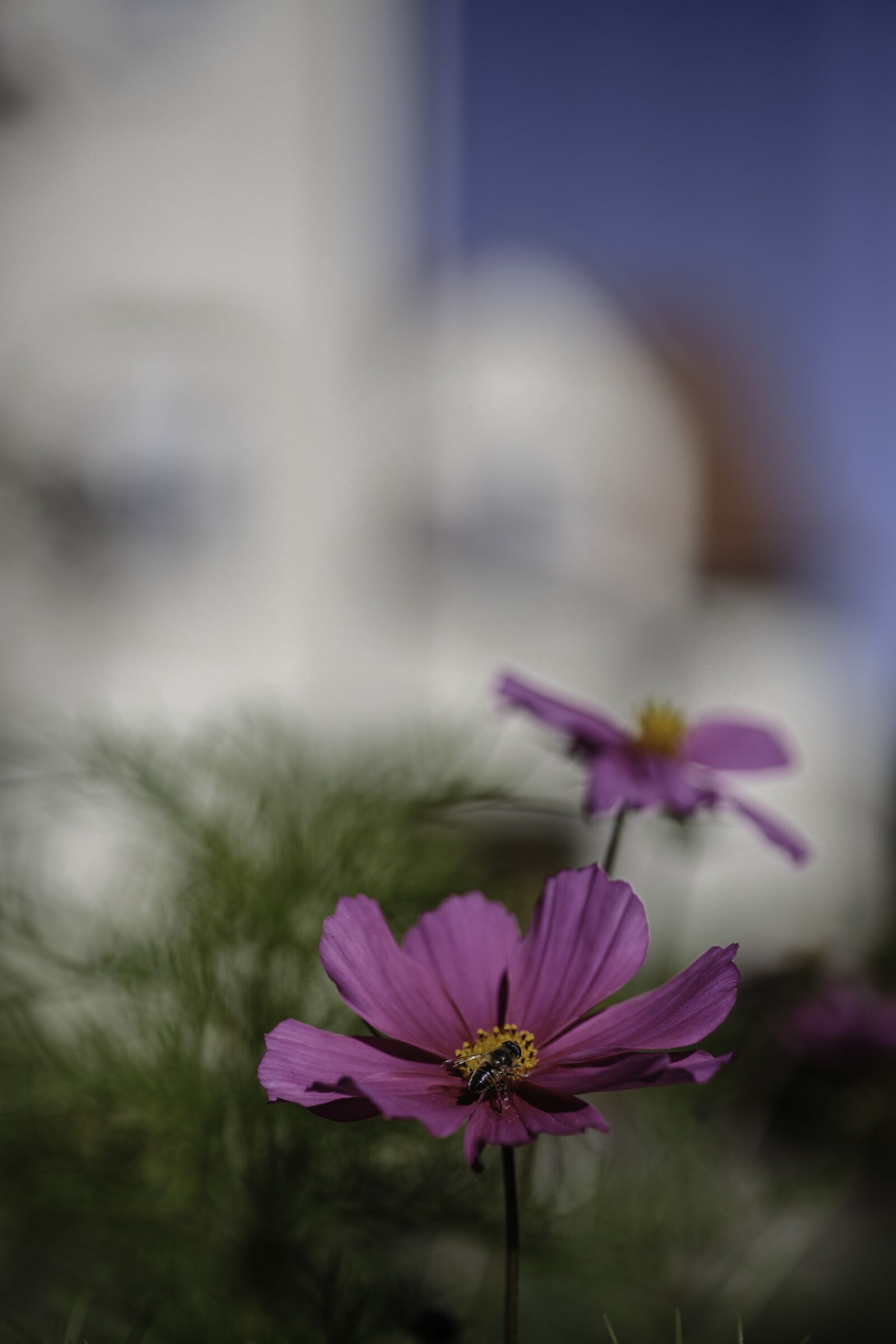 Canon EOS 5D Mark III sample photo. Zurich, flowers, urban photography