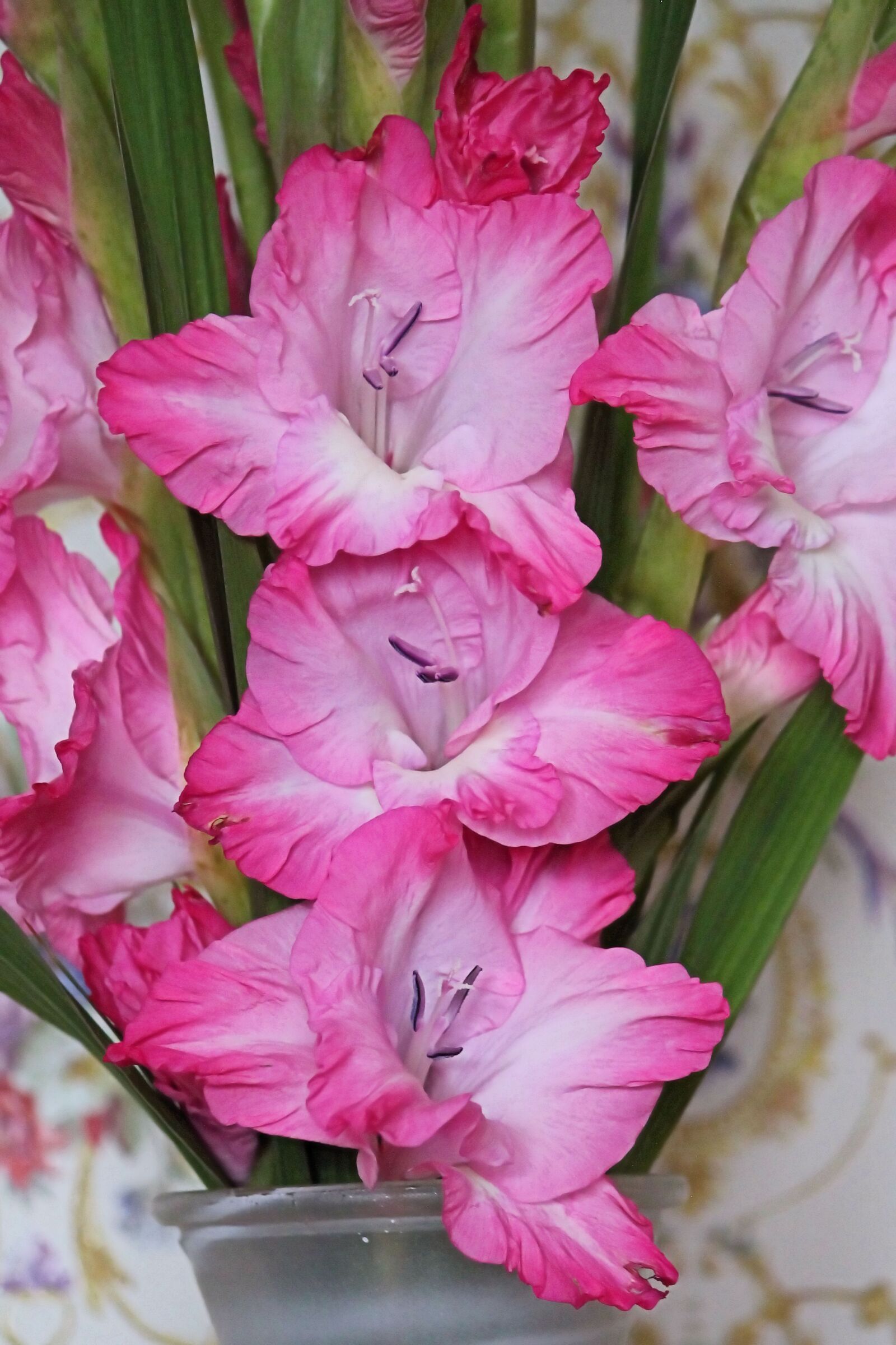 Canon EF-S 55-250mm F4-5.6 IS II sample photo. Gladiolus, gladiolenbl ten, red photography