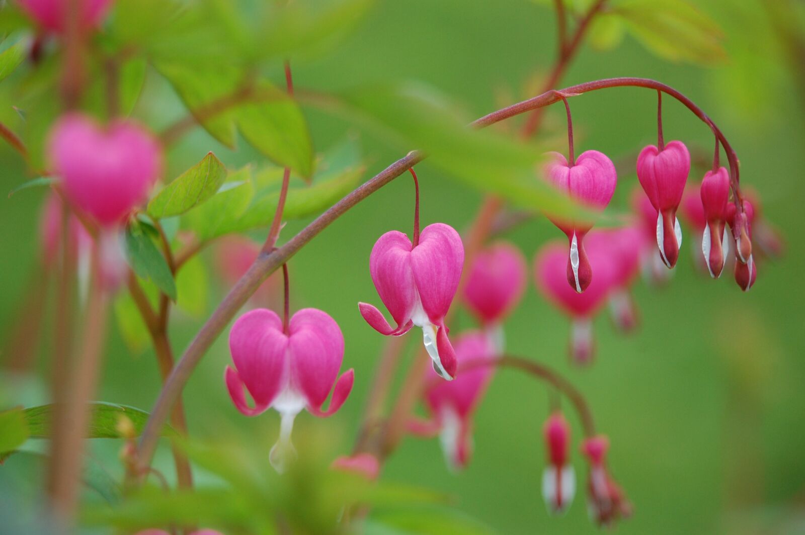 Nikon D40 sample photo. Flower, nature, blossom photography