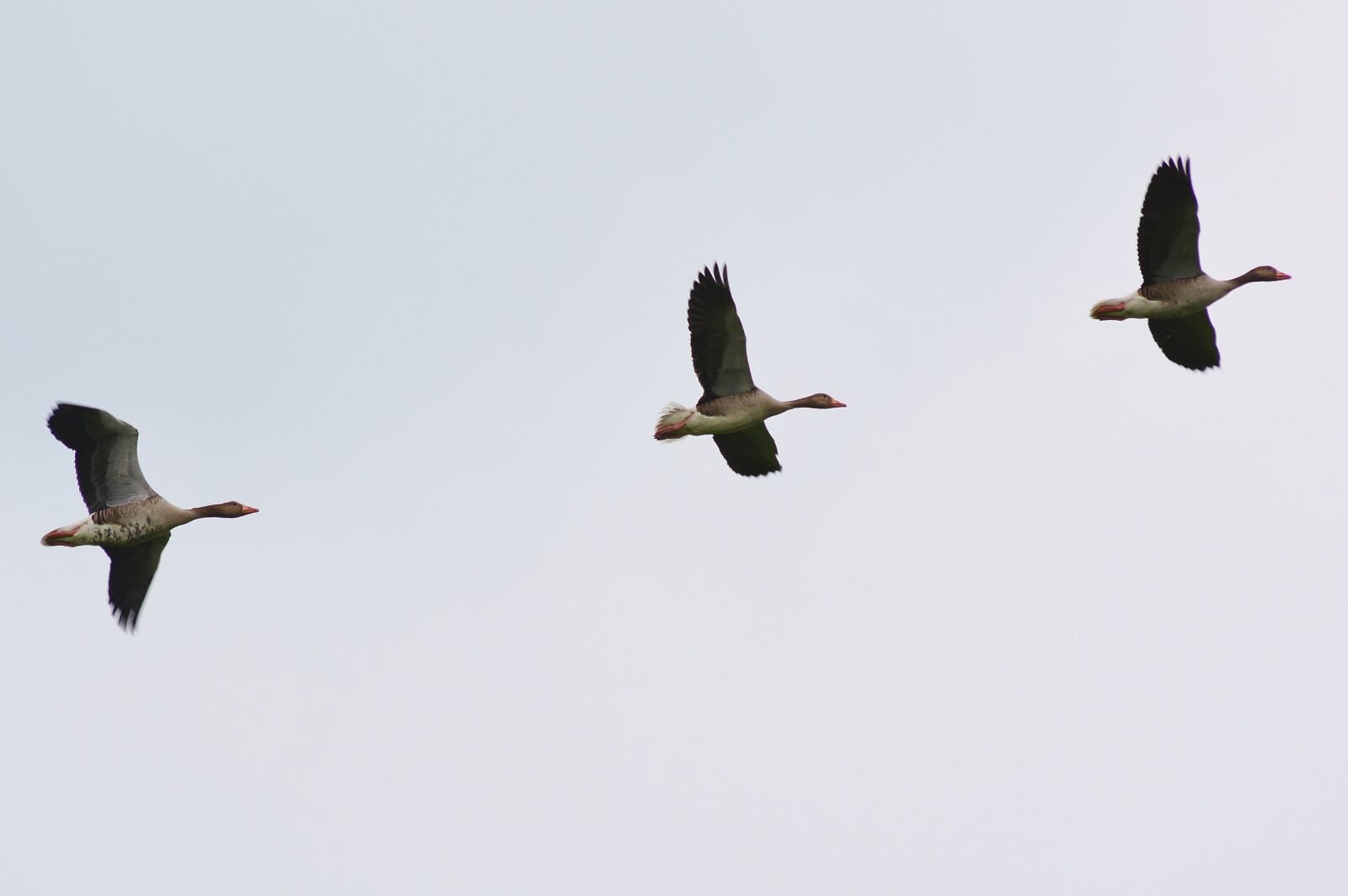 Nikon D5200 sample photo. Geese, flying, sky photography