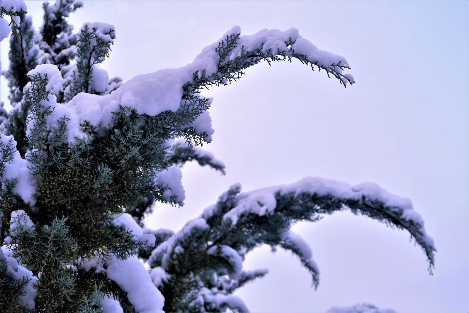 Canon PowerShot G7 X sample photo. Snow, winter, tree photography