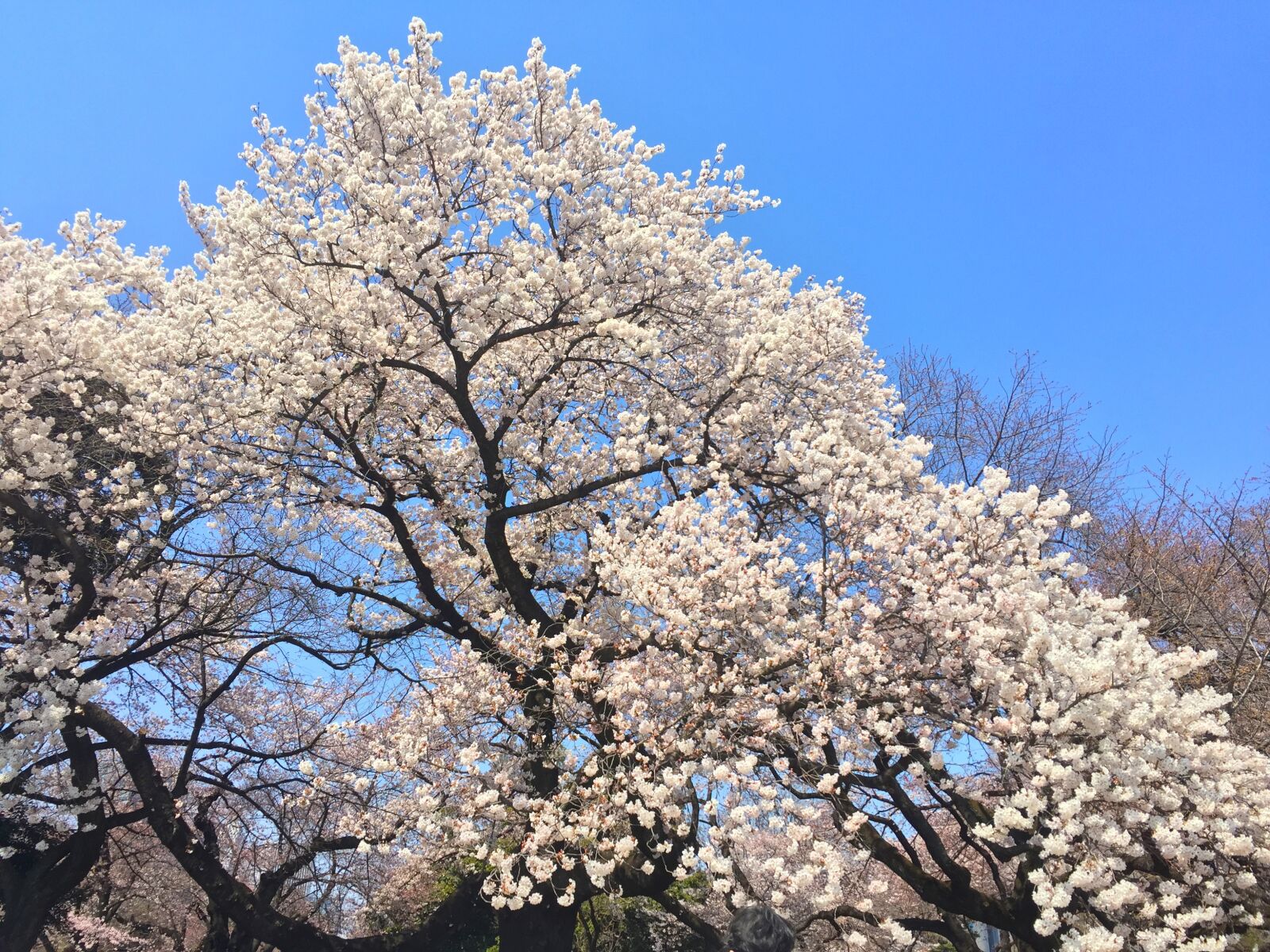 Apple iPhone 6 sample photo. Sakura, spring, japan photography