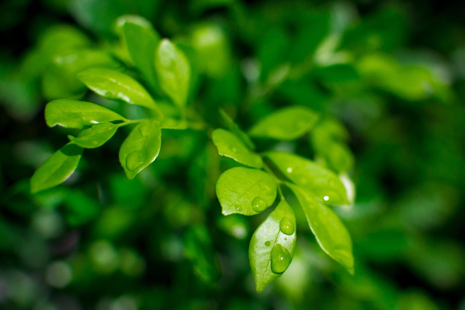 Nikon D3100 sample photo. 35mm, d3100, green, nature photography