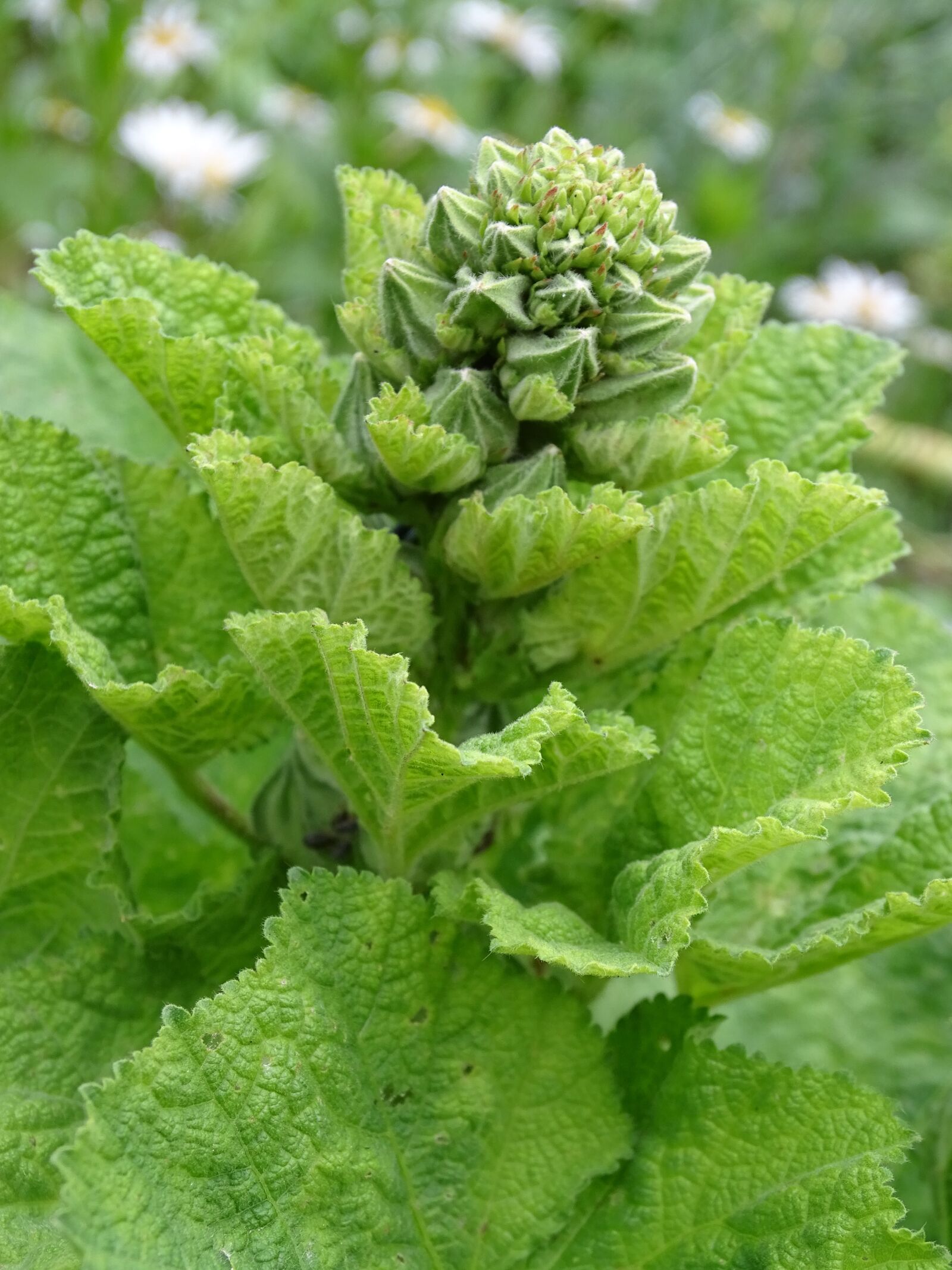 Sony Cyber-shot DSC-HX400V sample photo. Stock rose, hollyhock, bud photography