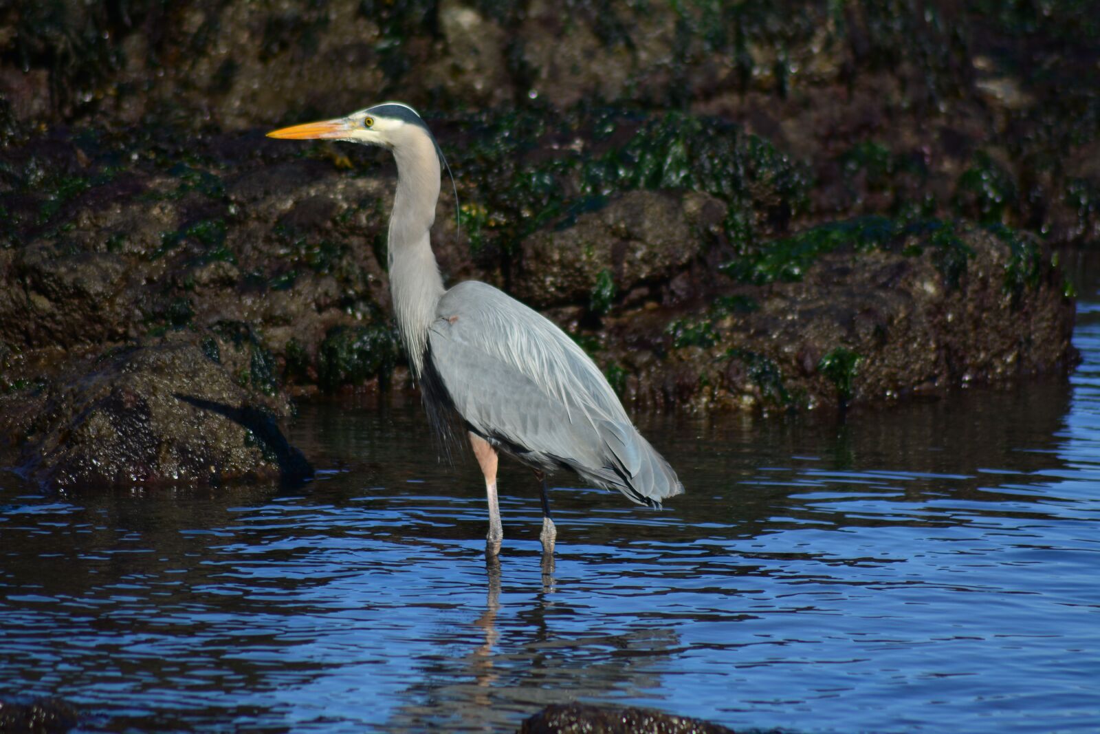 Nikon D7100 sample photo. Great blue heron, bird photography