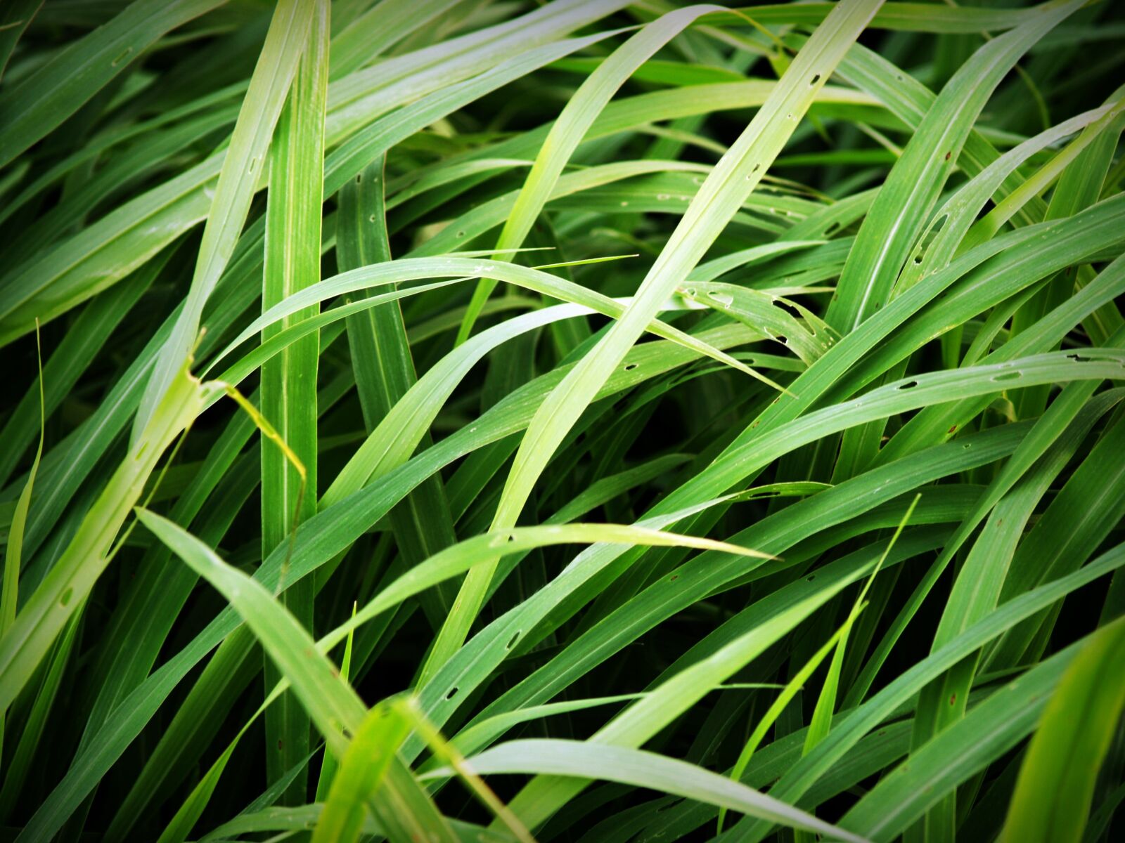 Olympus E-300 (EVOLT E-300) sample photo. Green, tall, grass photography