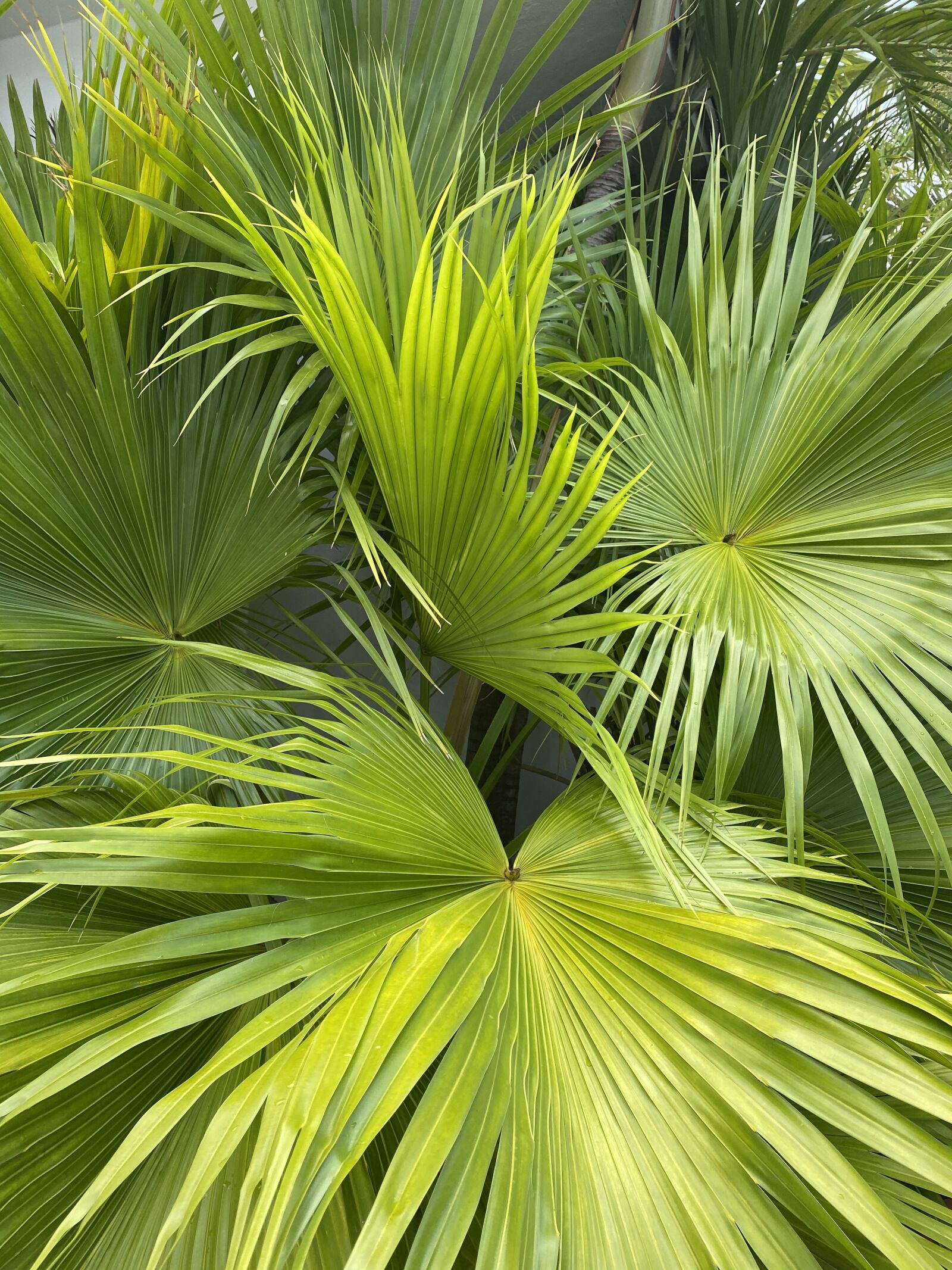 Apple iPhone 11 sample photo. Palms, palmtree, palm trees photography