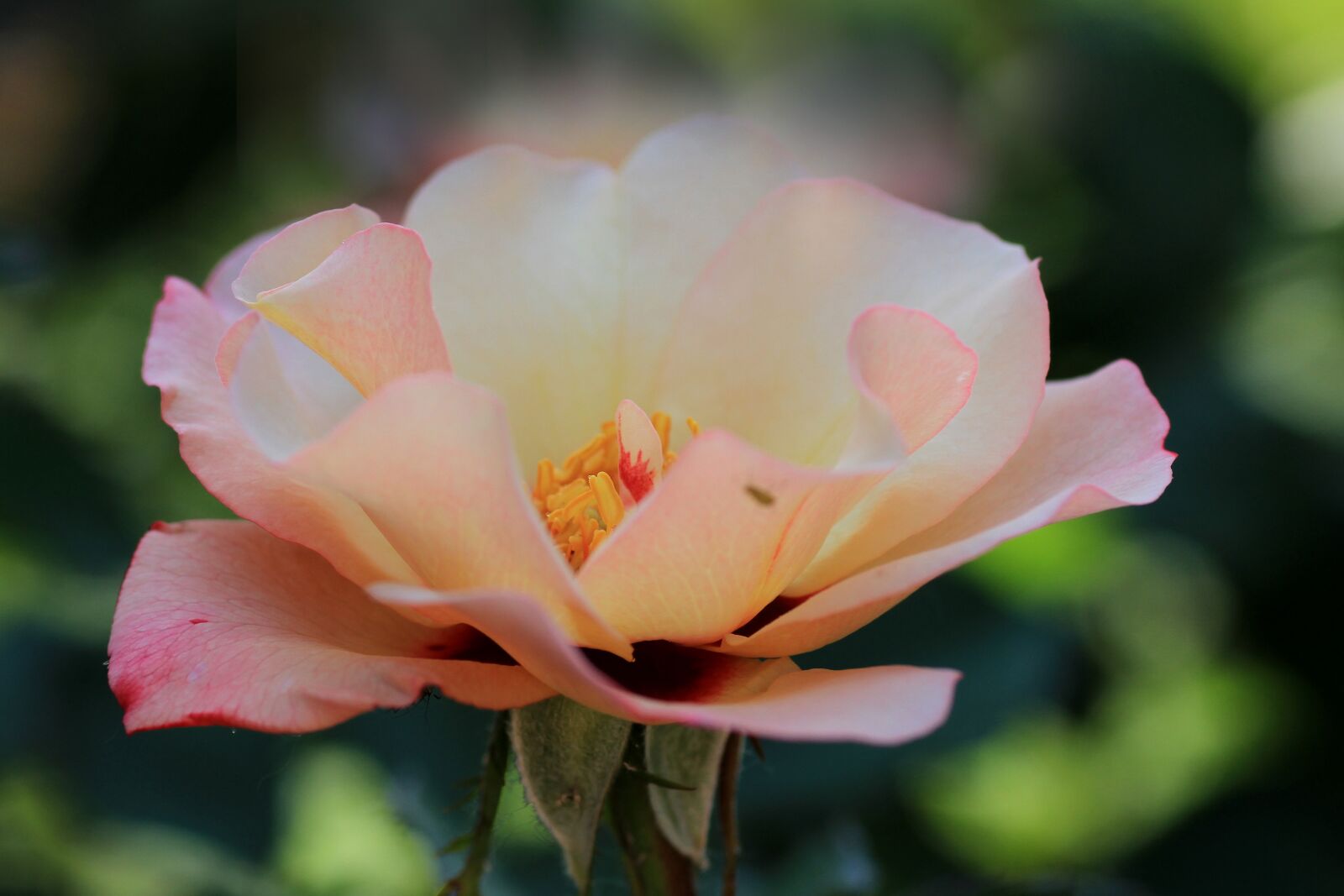 Canon EOS 7D sample photo. Rose, garden, flower photography
