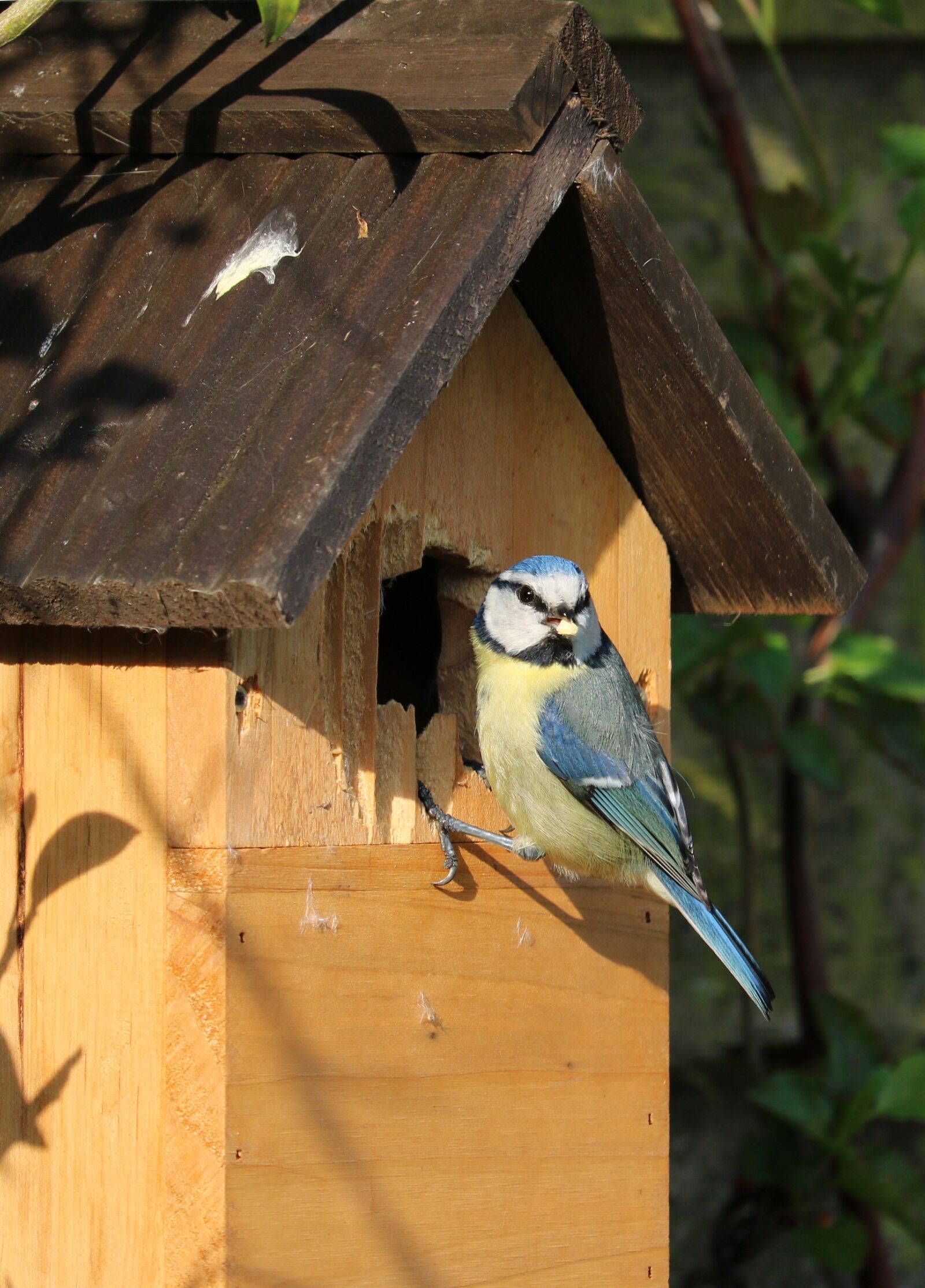 Canon EOS 750D (EOS Rebel T6i / EOS Kiss X8i) sample photo. Blue tit, bird, caterpillar photography