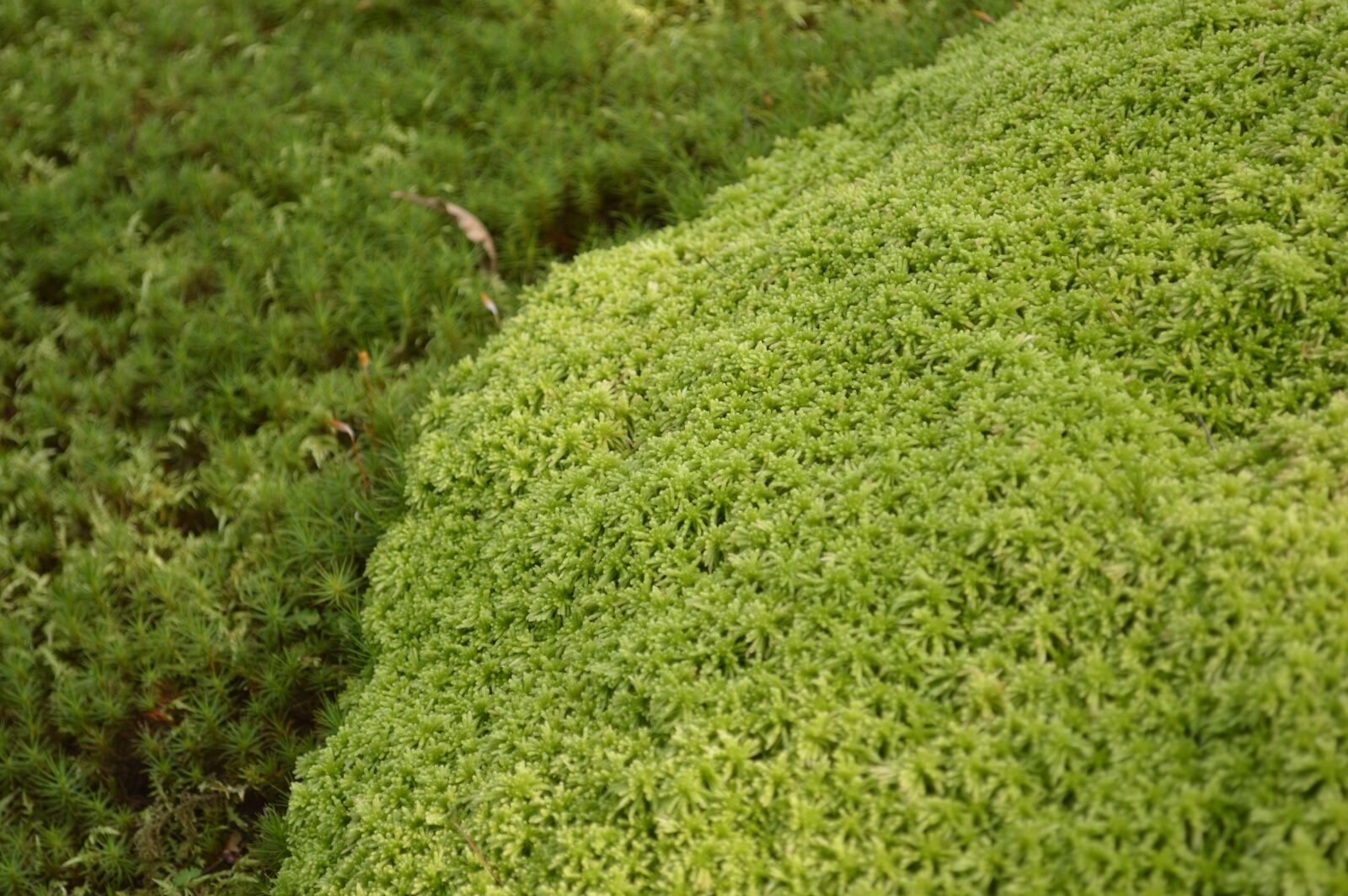 Nikon D3200 sample photo. Moss, grass, green photography