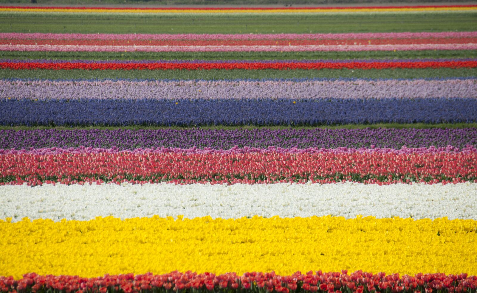 Nikon D300S sample photo. Tulips, spring, april photography