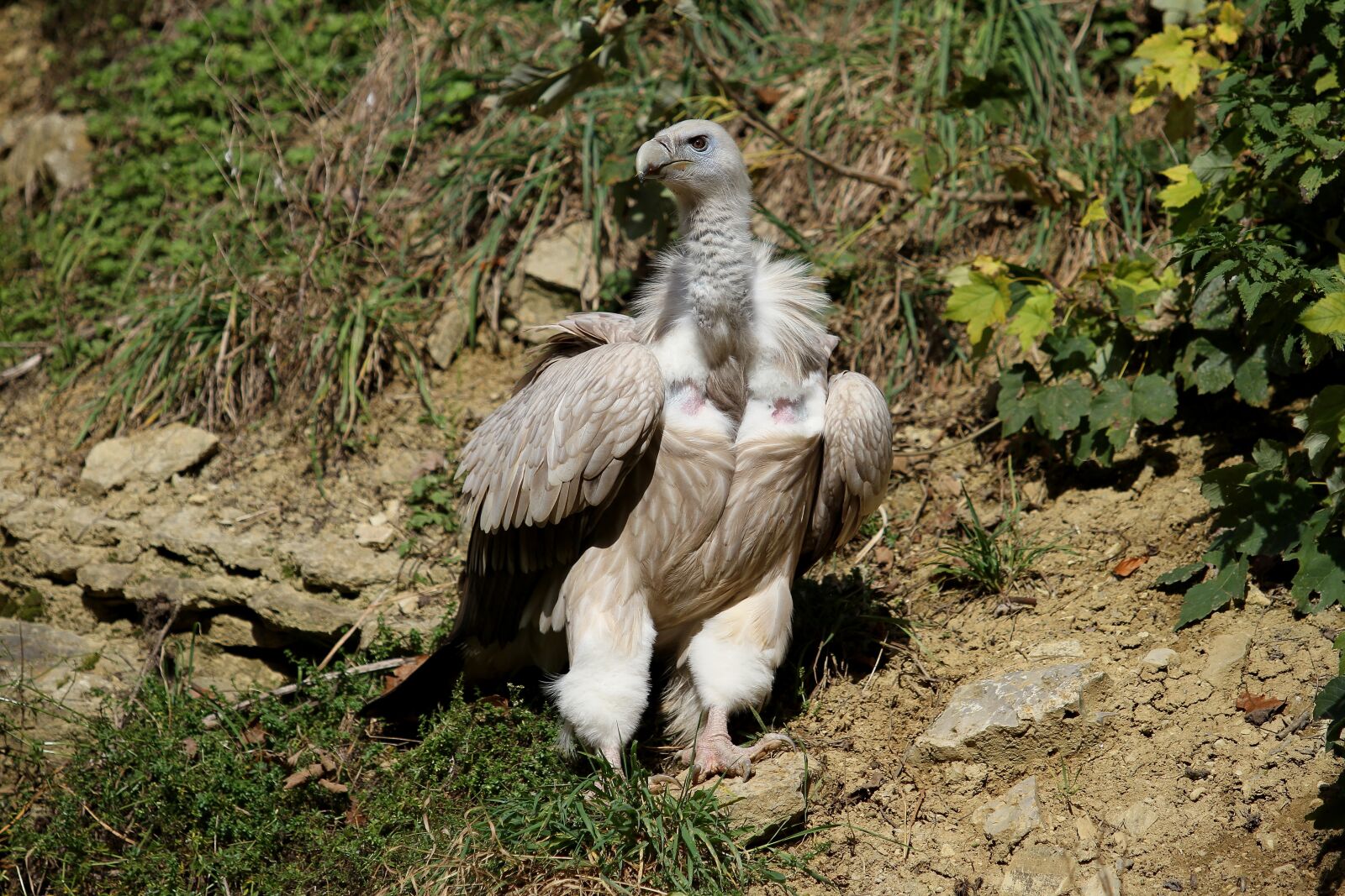 Canon EOS 7D sample photo. Vulture, griffon vulture, bird photography