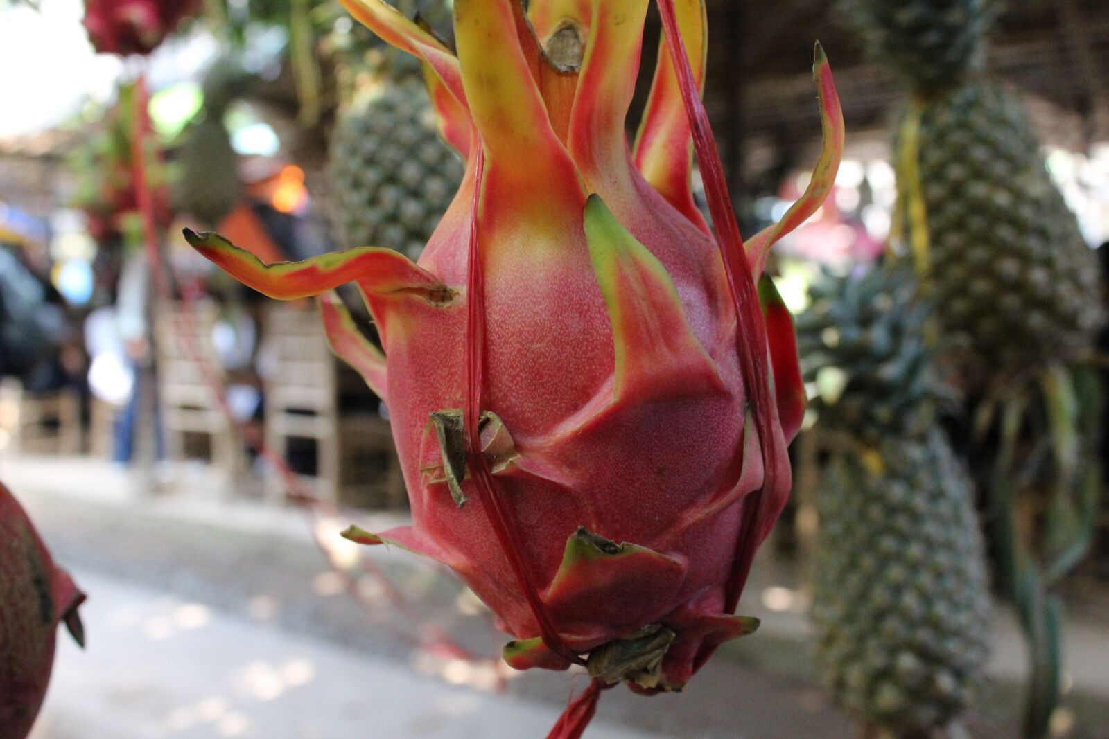 Canon EOS 600D (Rebel EOS T3i / EOS Kiss X5) sample photo. Dragon fruit, tree, tropical photography