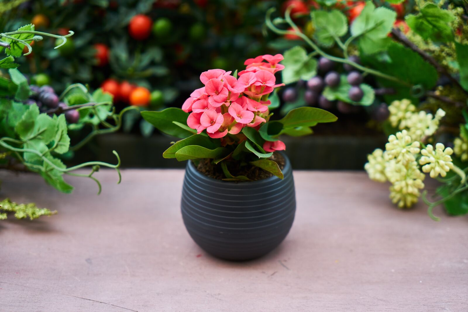 Sony a7R II sample photo. Pink, flower, flowerpot photography