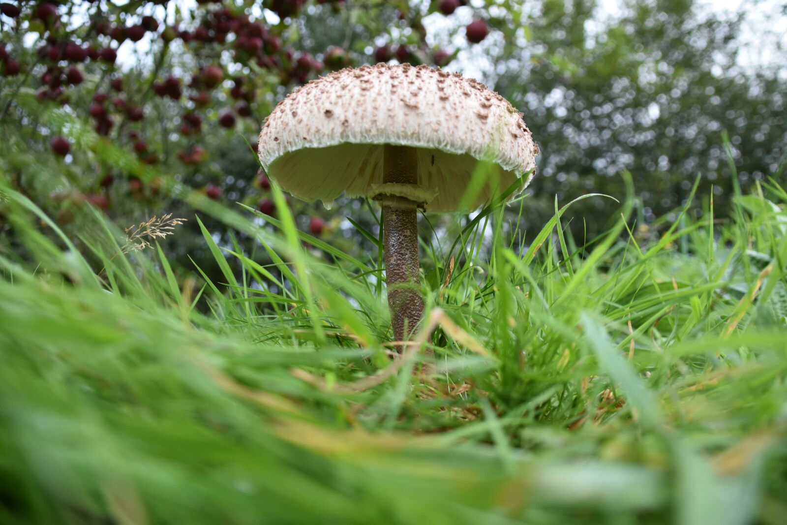 Nikon D5600 sample photo. Forest, mushroom, grass photography