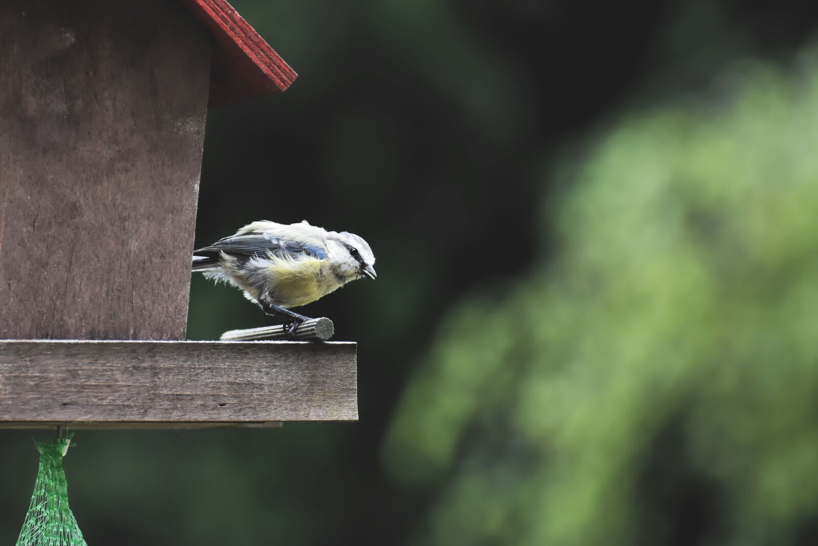 Nikon D7200 sample photo. Blue tit, tit, food photography