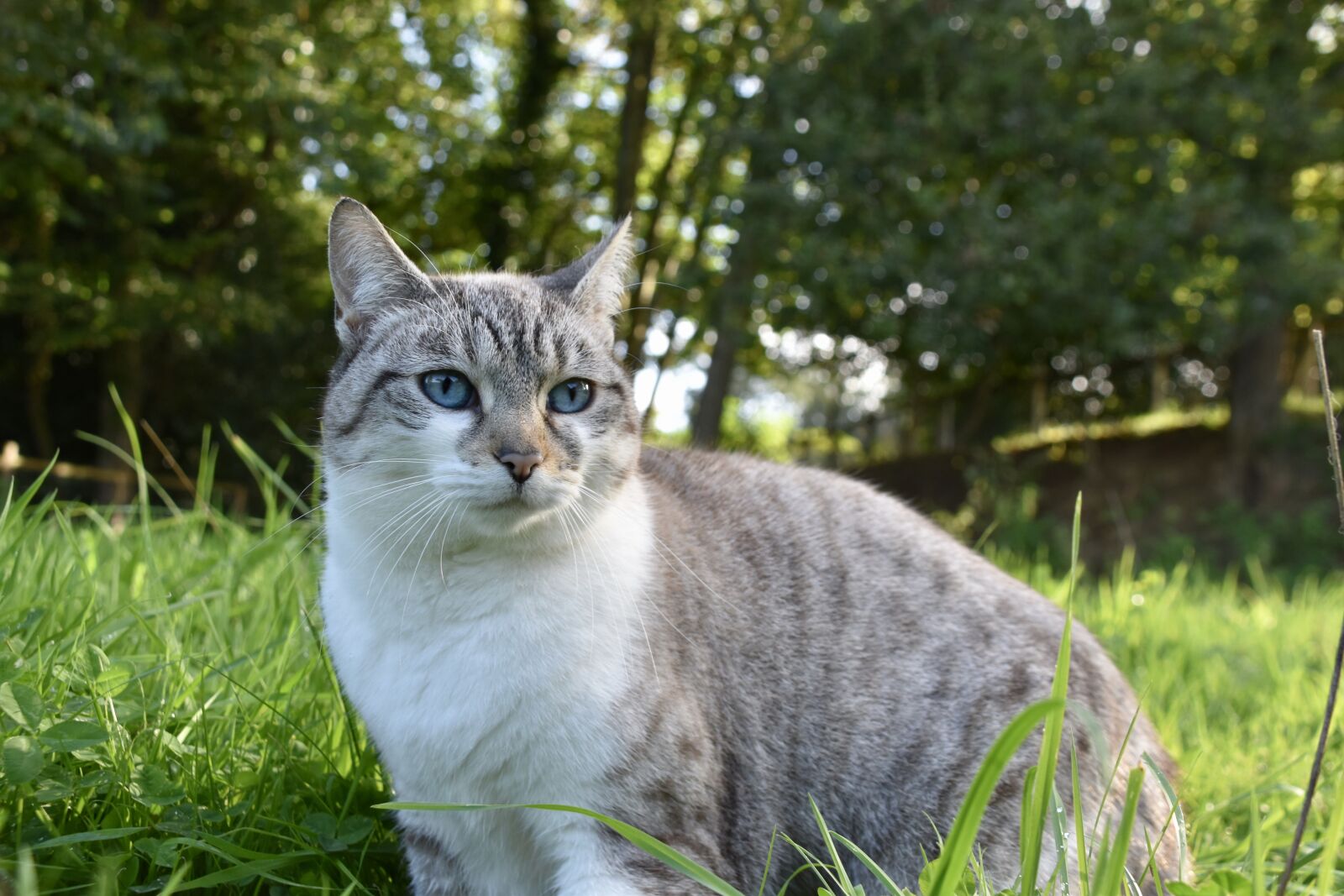 Nikon D5600 sample photo. Cat, alley cat, animal photography