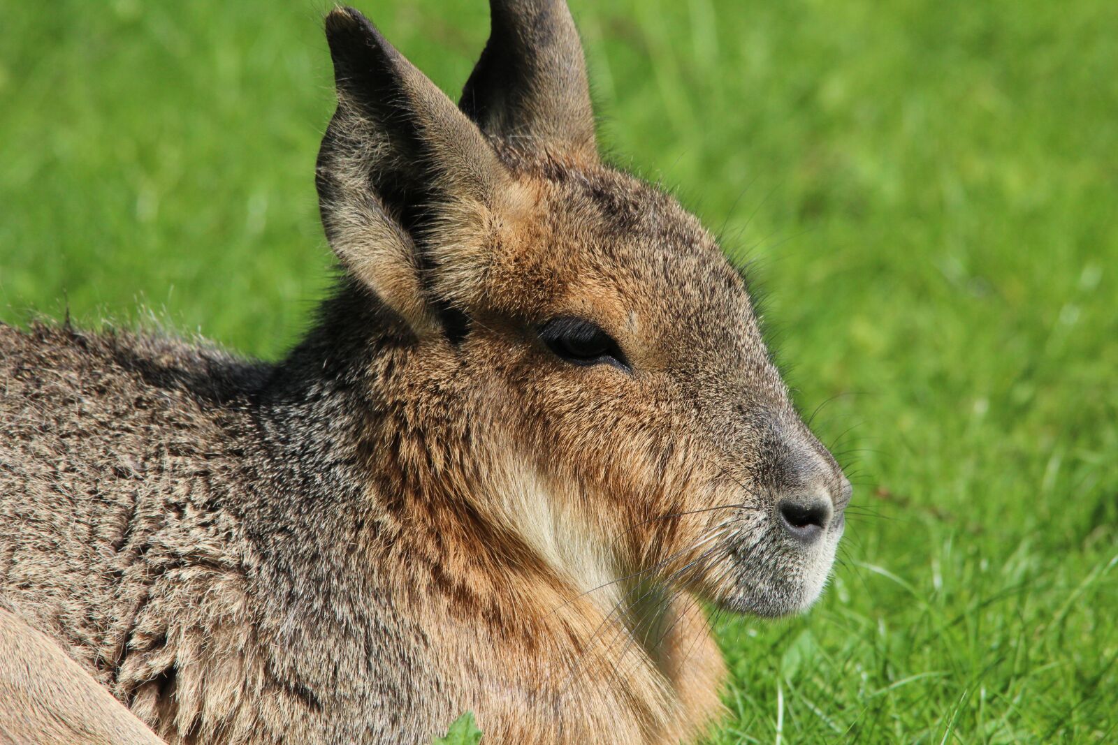 Canon EOS 600D (Rebel EOS T3i / EOS Kiss X5) sample photo. Mara mammal, maras, mara photography