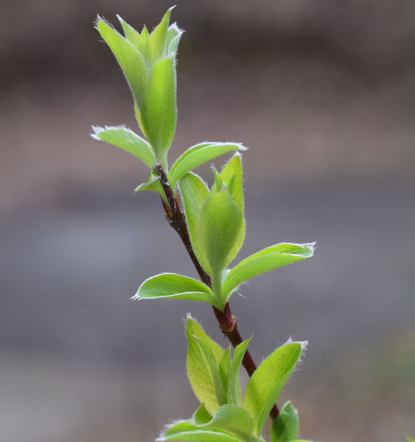 Nikon D3300 sample photo. New willow leaves, willow photography