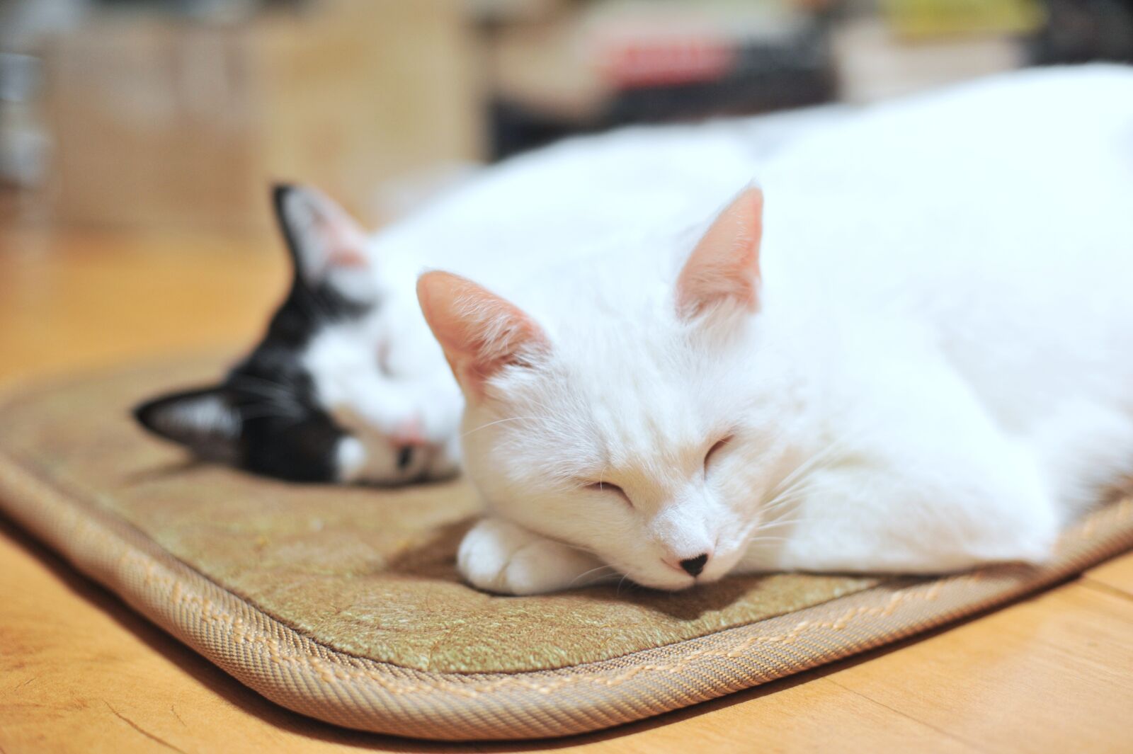 Nikon D700 sample photo. Cat, friends, together photography