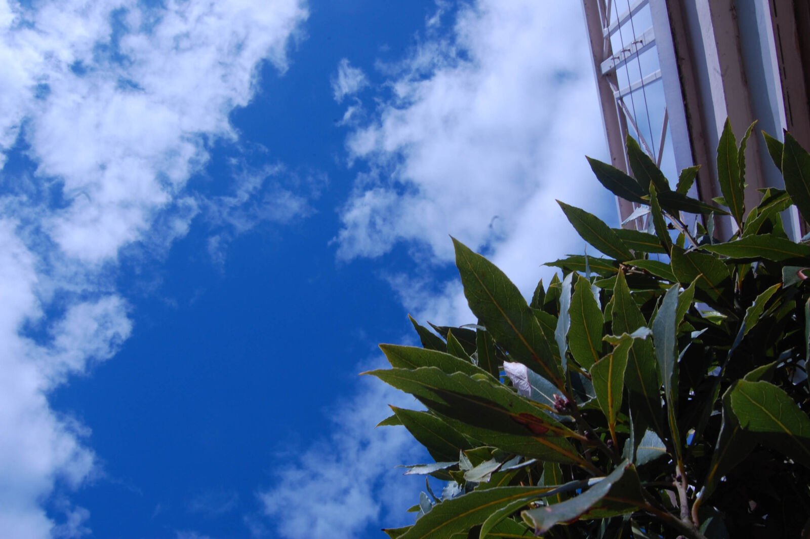 Nikon D40 sample photo. Sky, trees, clouds, photography photography