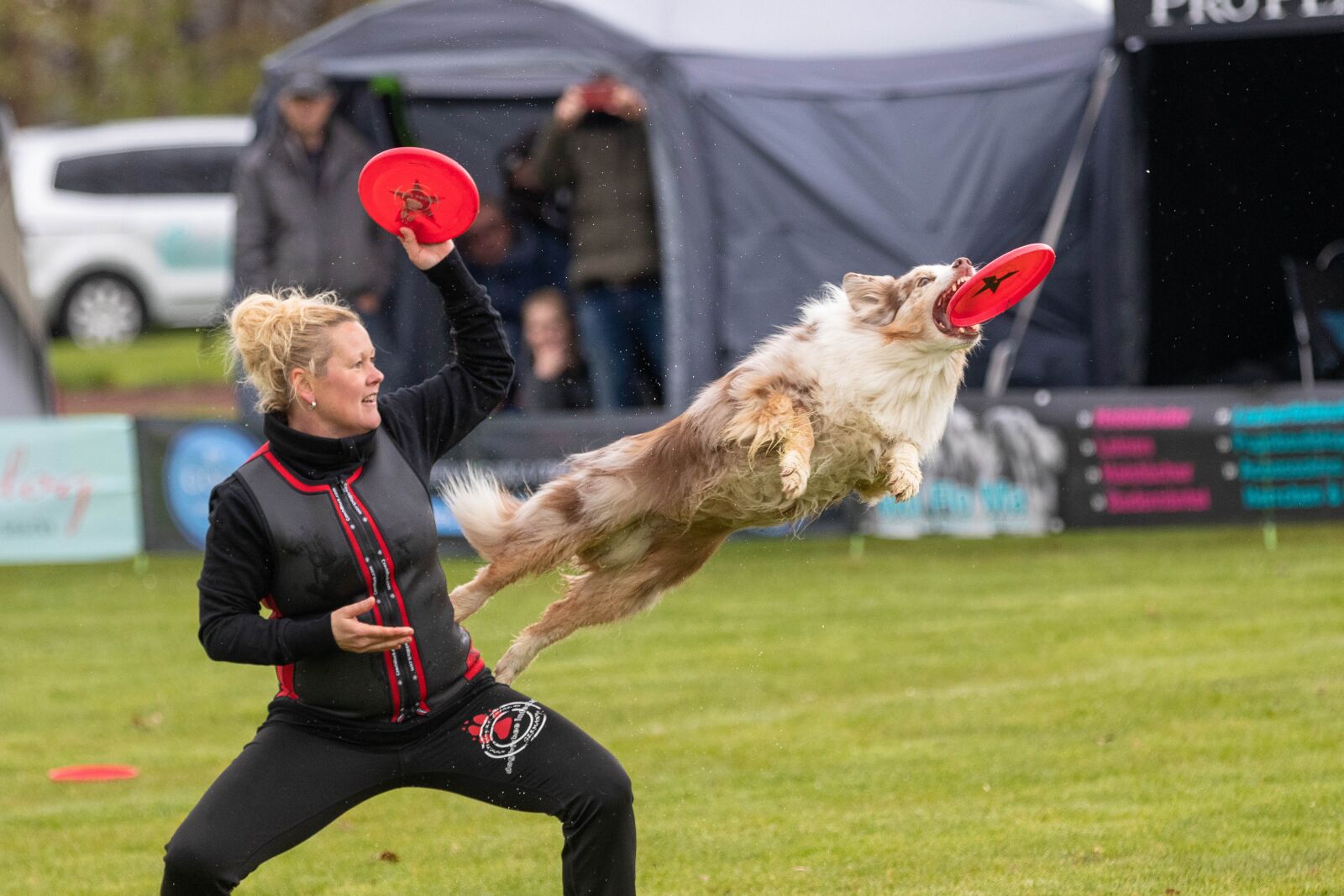 Canon EOS 80D sample photo. Frisbee, dogfrisbee, disc mastiffs photography